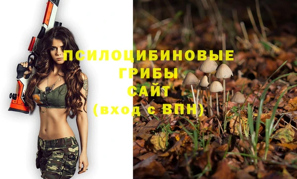 индика Новодвинск