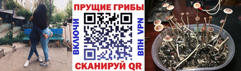 купить наркотики цена  omg вход  Галлюциногенные грибы GOLDEN TEACHER  Лиски 